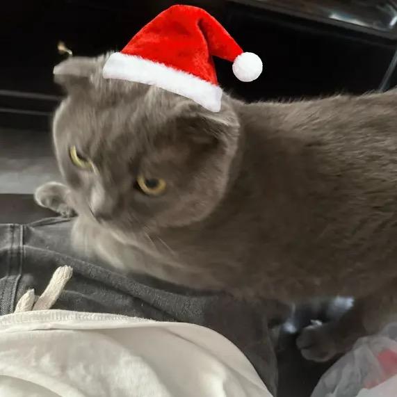 合歡（义父miu ）