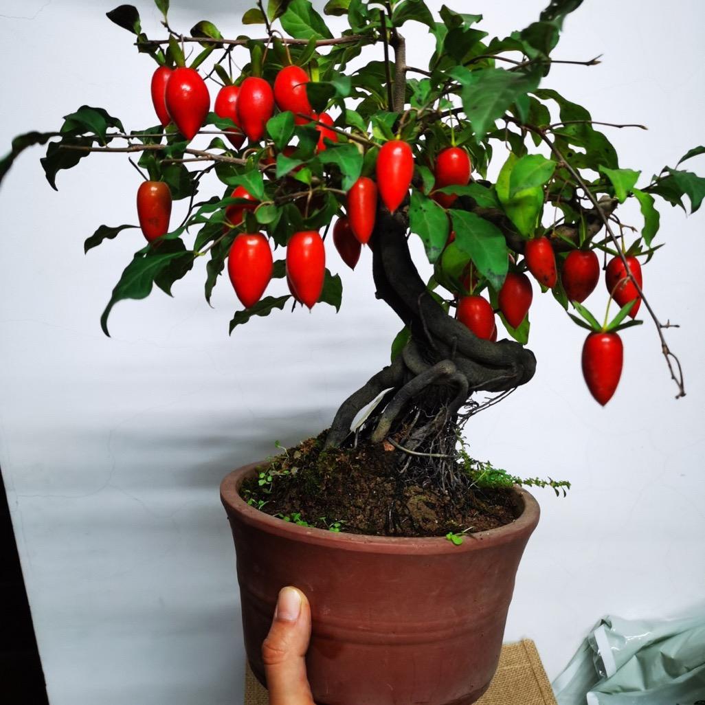 盆景狂热爱好者