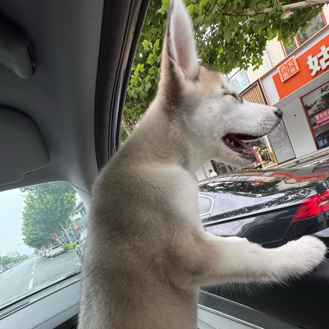 叫橘子的哈士奇