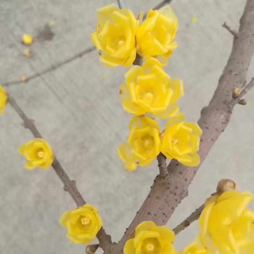 鄢陵鑫鑫腊梅园艺