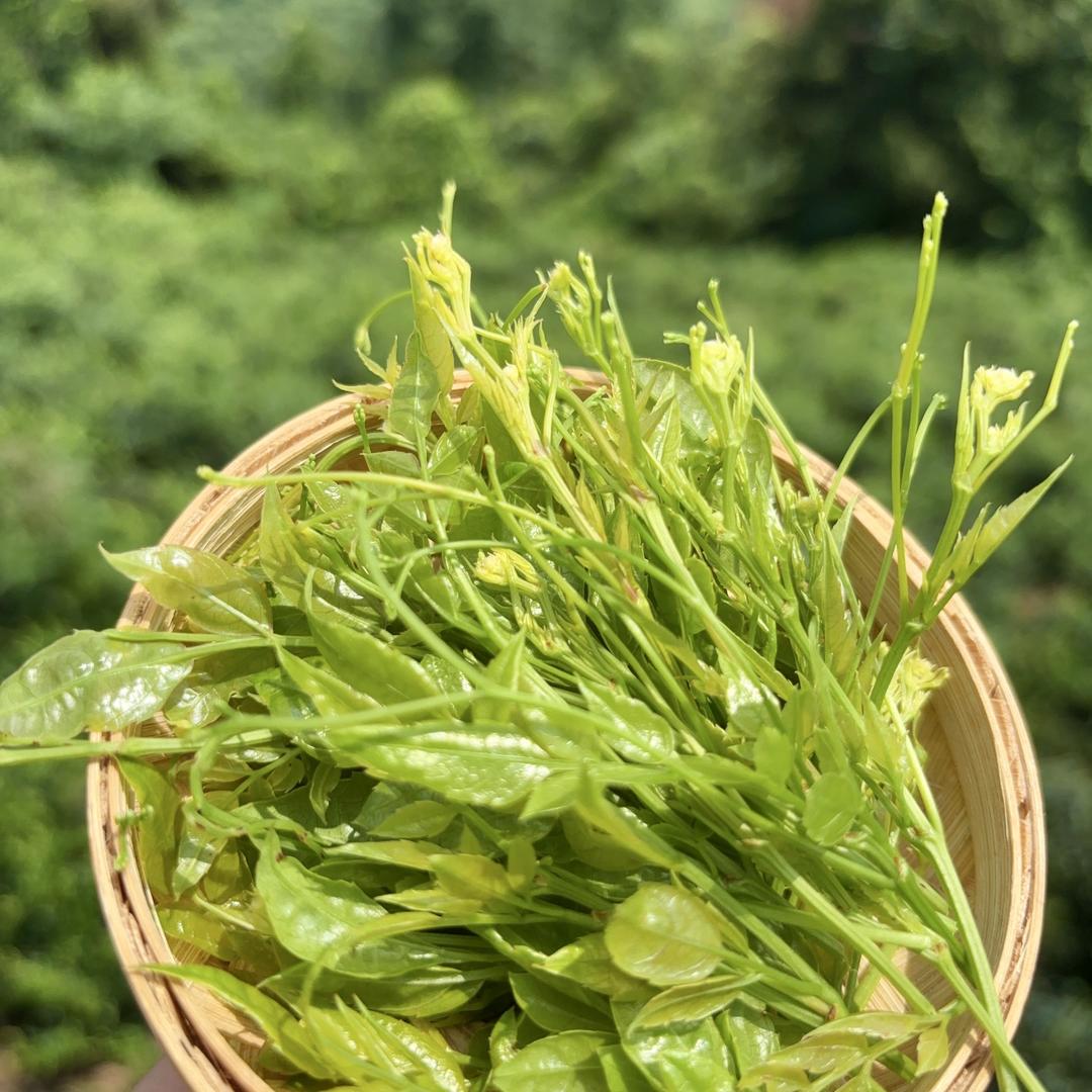 Zobo孟德烟具专卖店