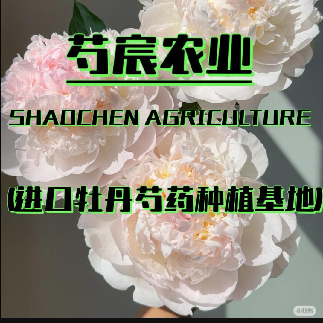 芍宸农业
