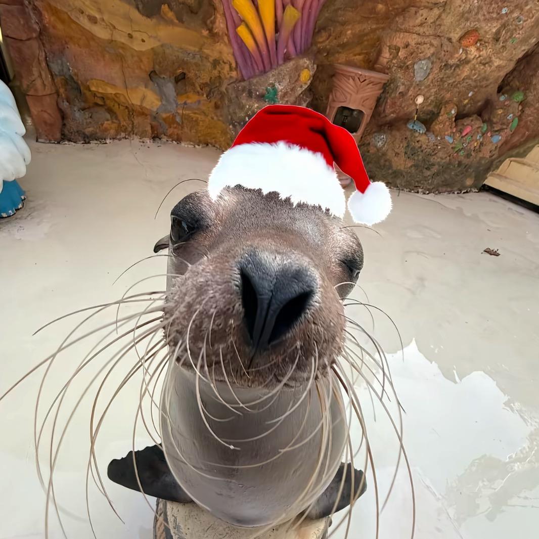 星期日（掉了一个粉丝