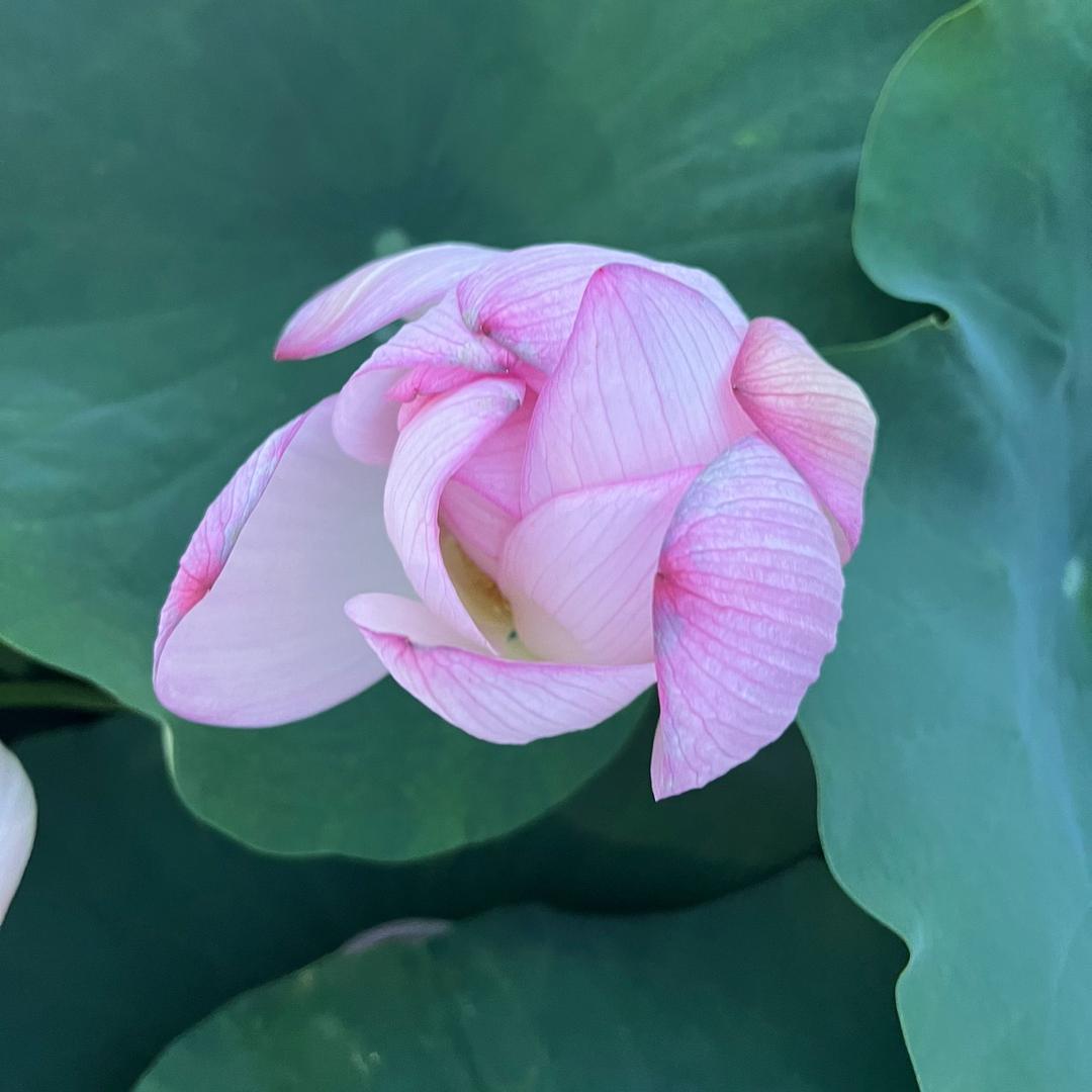 小明