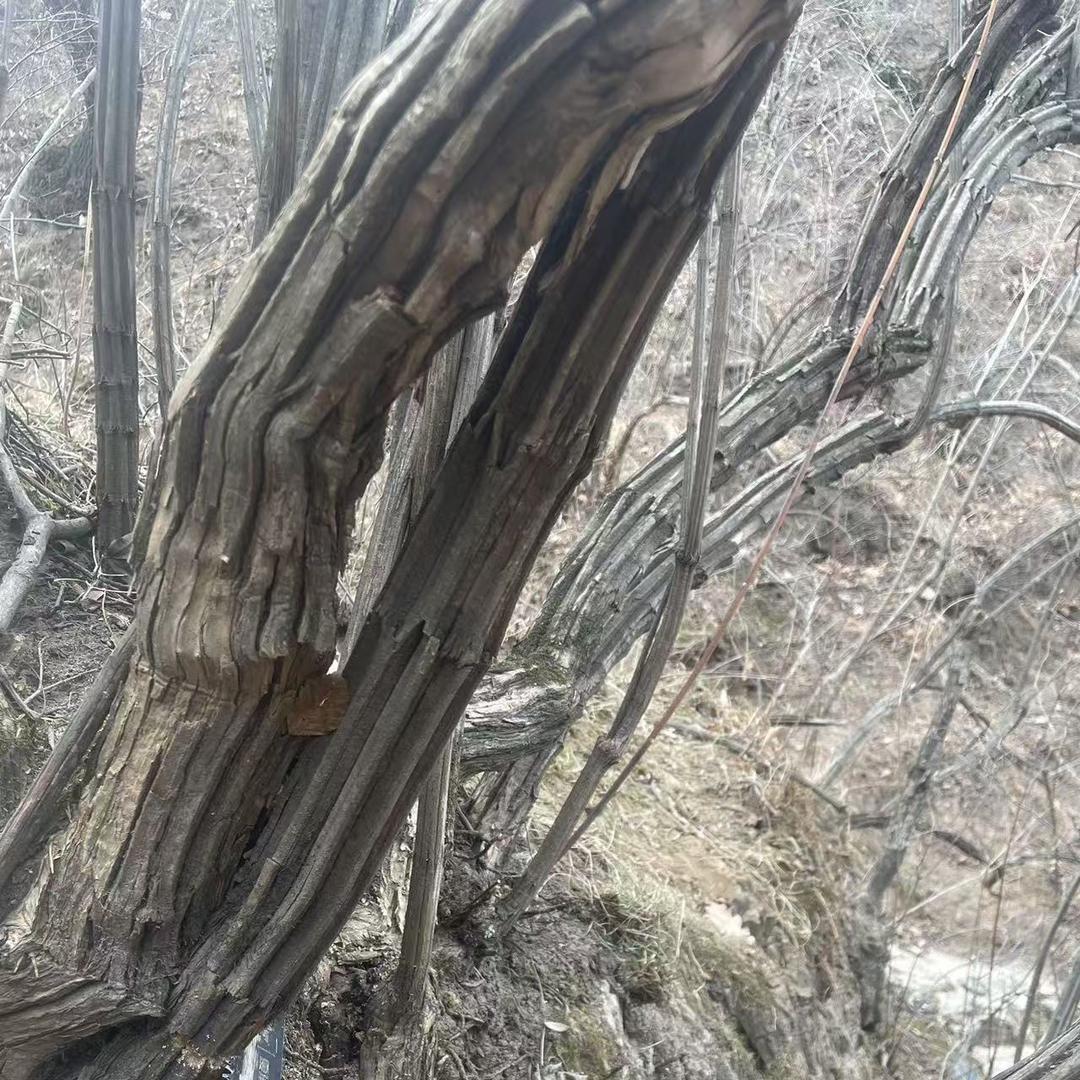 太行山屹浩木料