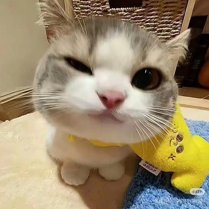 内向的猪猪侠