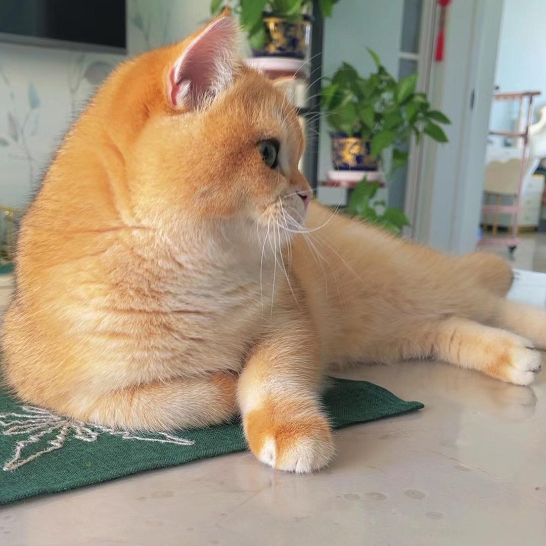 小不点儿🏠喵宠小屋
