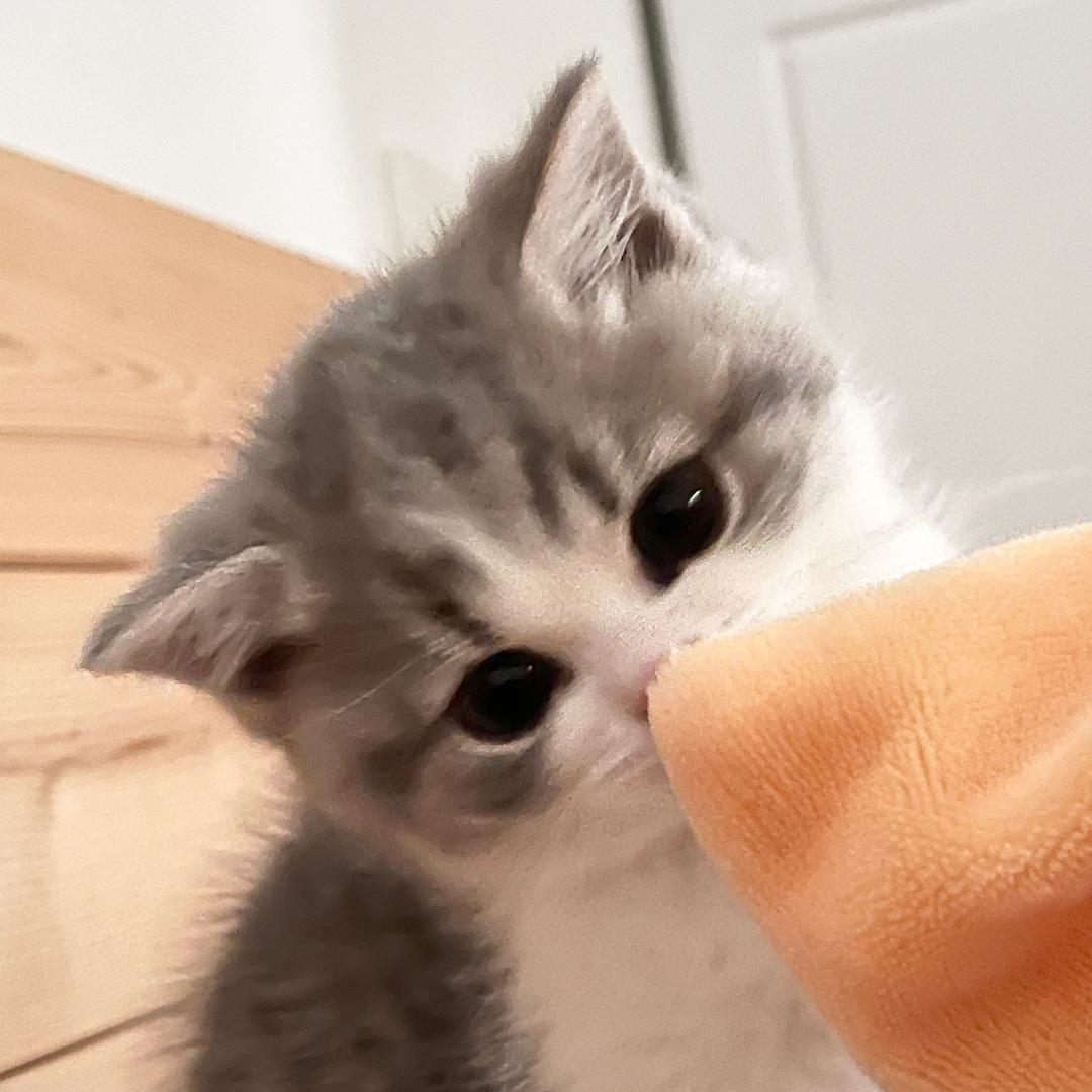 福福是只猫