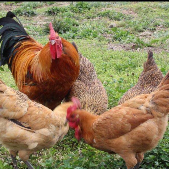 塞德：乌漆麻黑