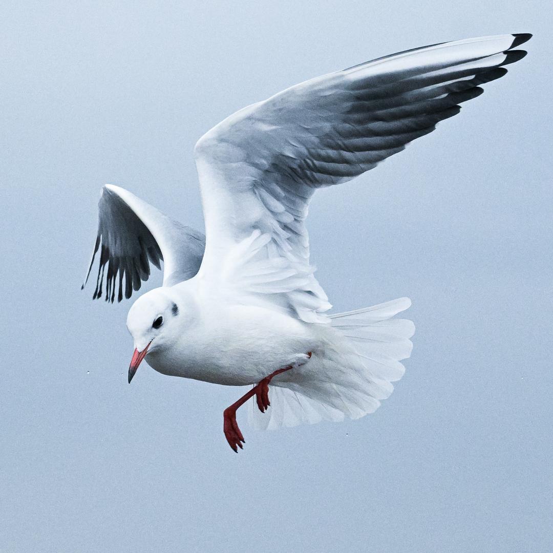 想拍人像的尼康佬