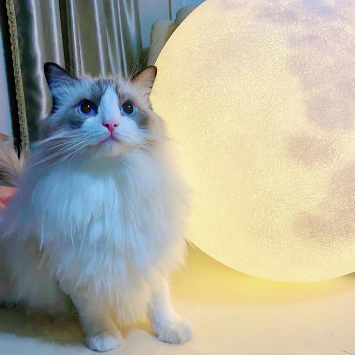 布偶猫多多