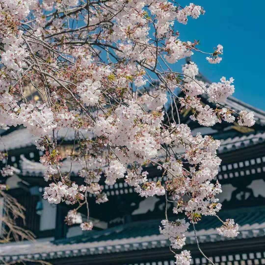 郸城大东七店