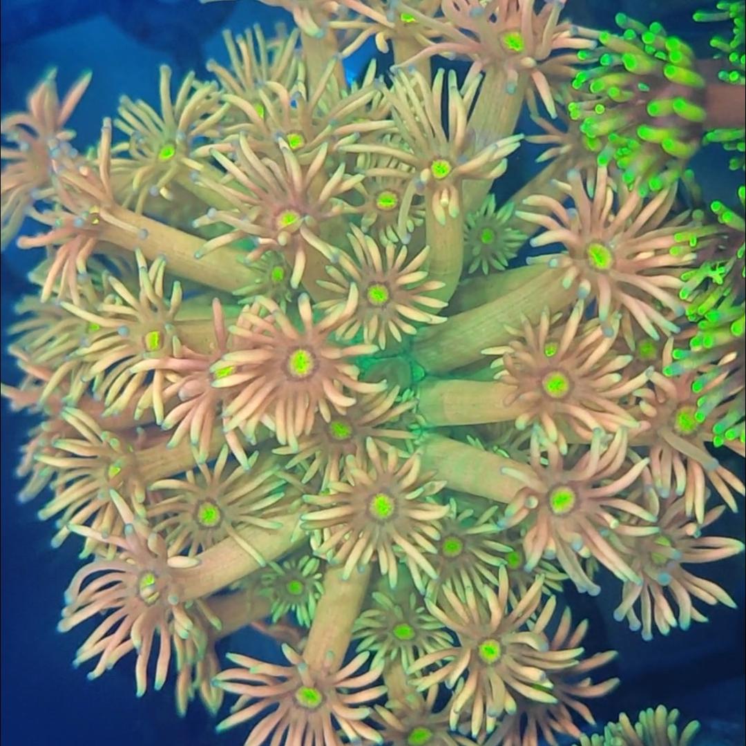 珊瑚与海牧场