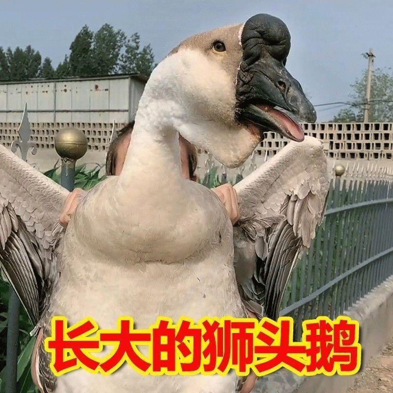 呆宠萌宠物精选店