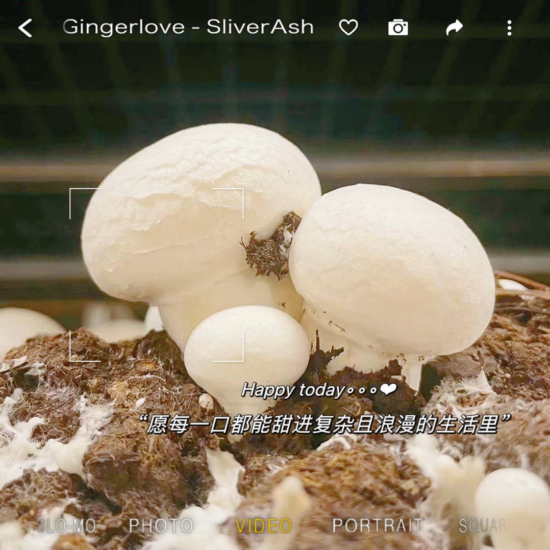 儒亿郎菌