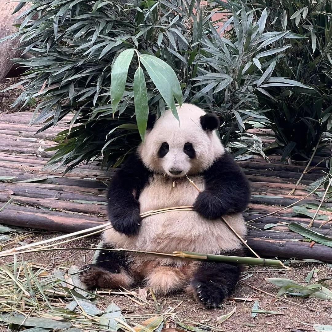 大帅，小丑妈妈