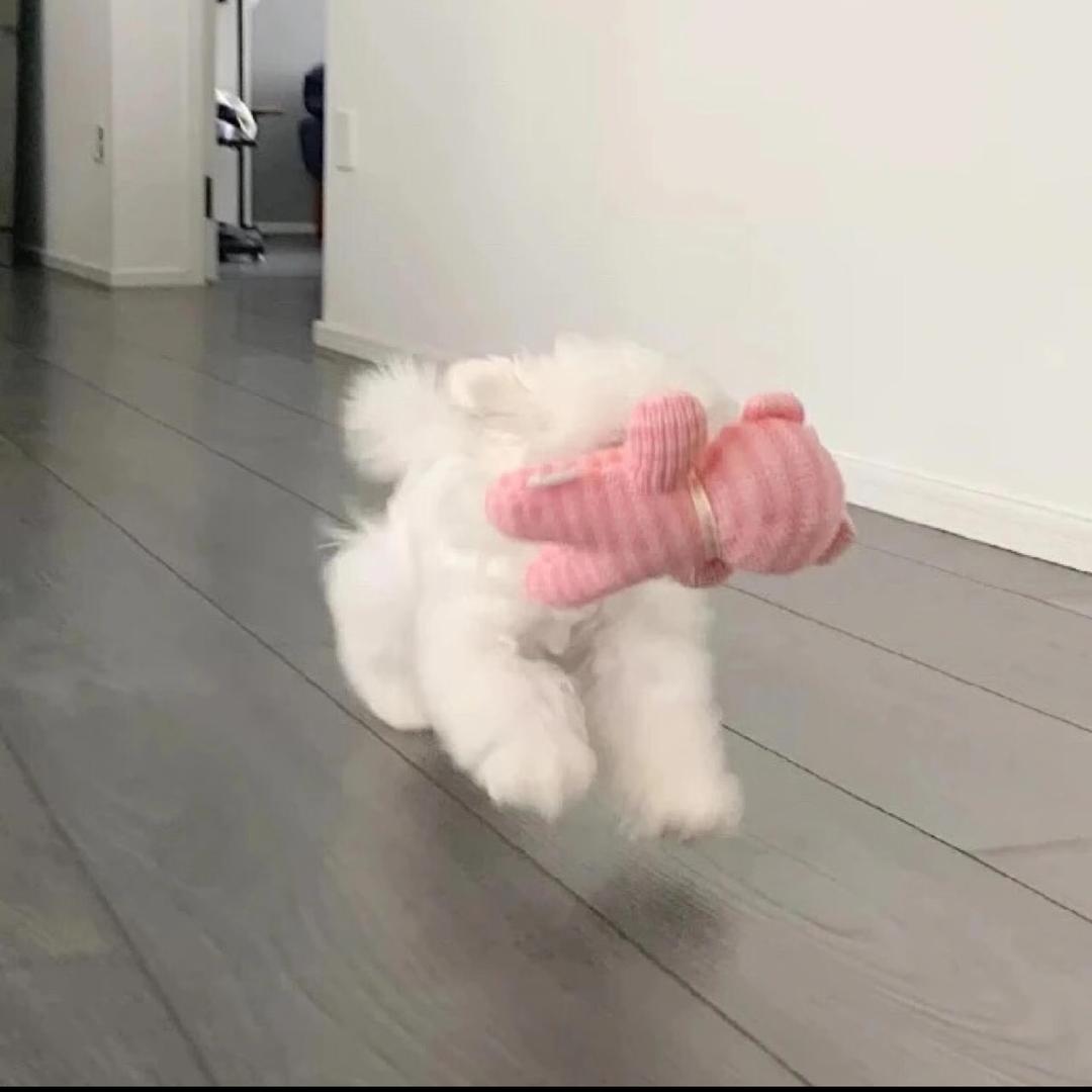 𝗞𝗶𝘁𝘁𝘆𝗹𝗶𝗶