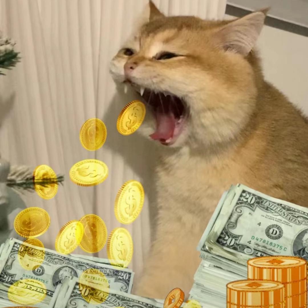 不关橙猫猫的事哦