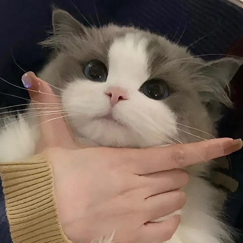 诸葛小猫