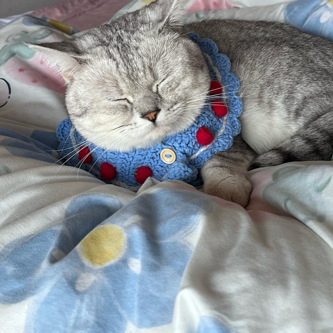猪猪新年快乐