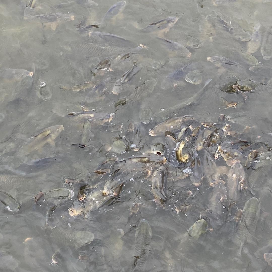 蓬安县蒋家沟生态鱼塘