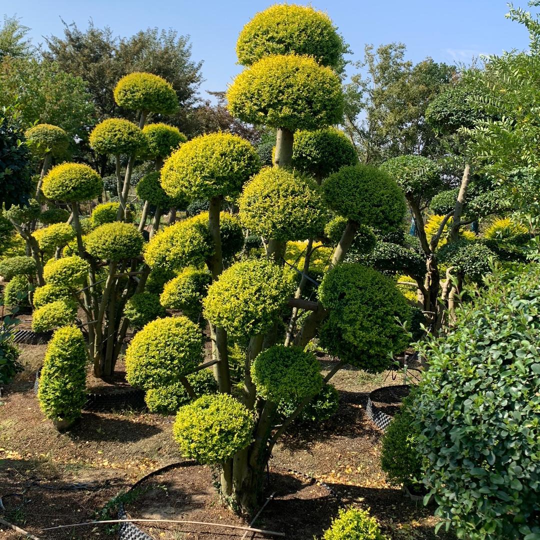 青枫