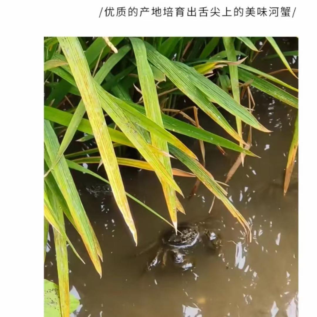 臻心鲜好货店
