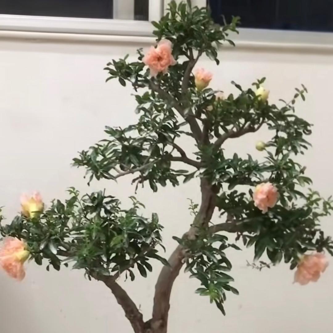 宝树增辉