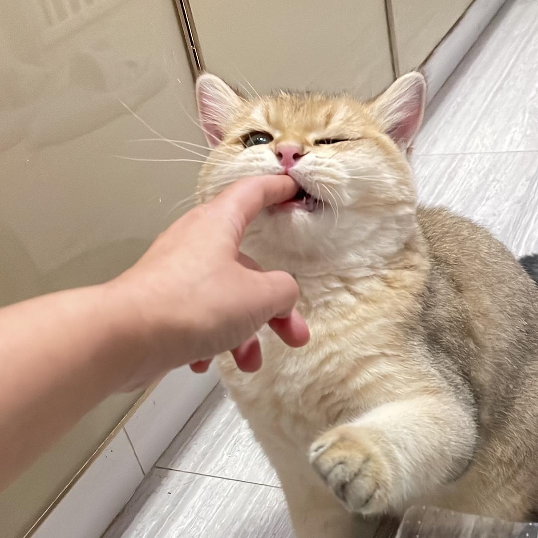 多金宝贝和臭豆