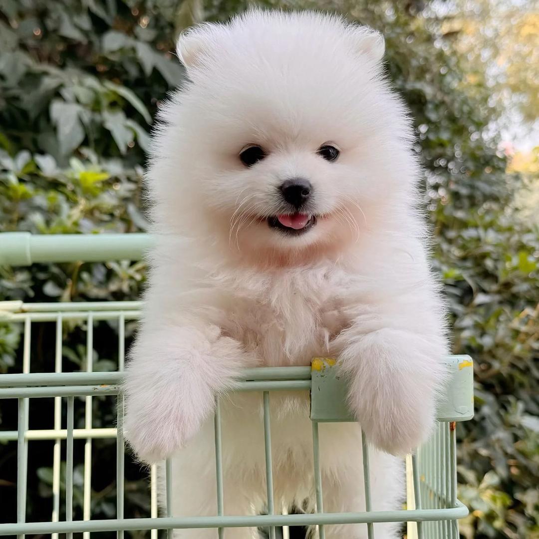 小柒的宝