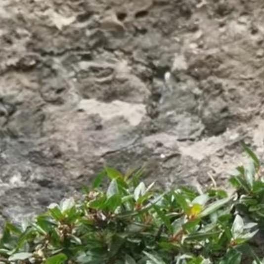 寻山绿植盆景