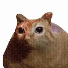 慕君归.