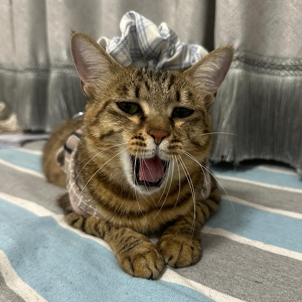 奶油是只狸花猫🐱