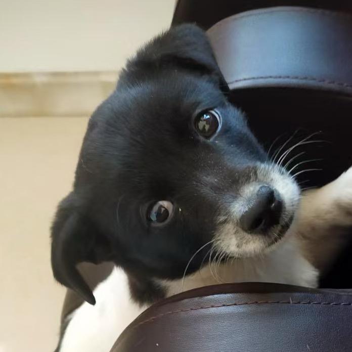 小白小黑的幸福狗生