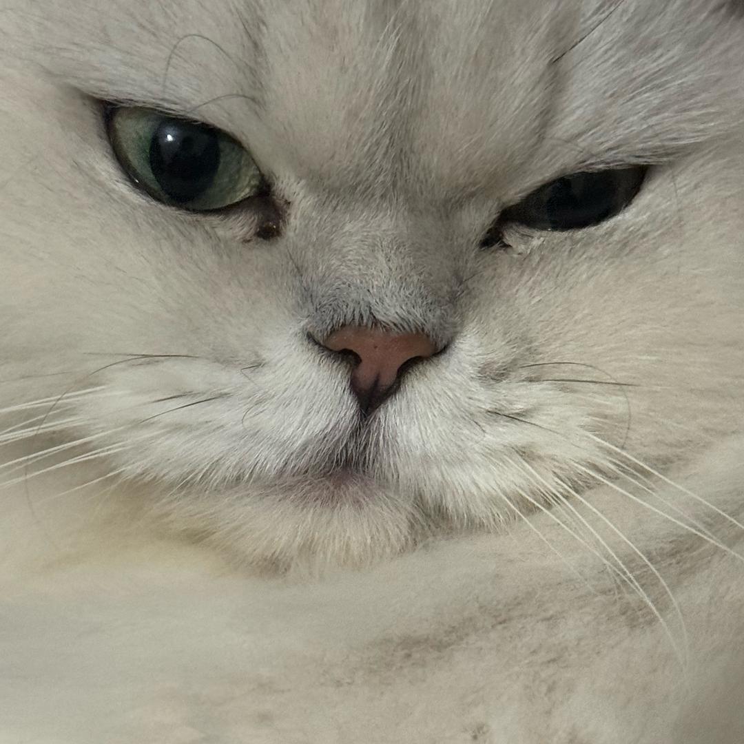 嗷呜咬一口
