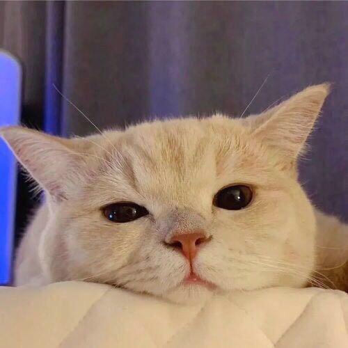 小雪爱菠萝