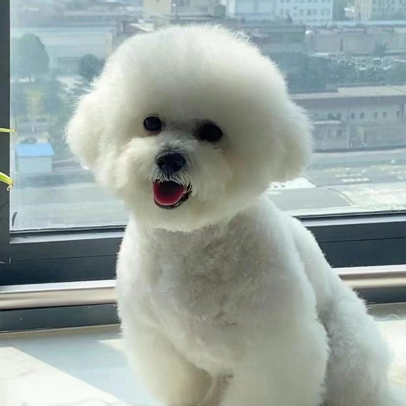 嘟嘟🐶