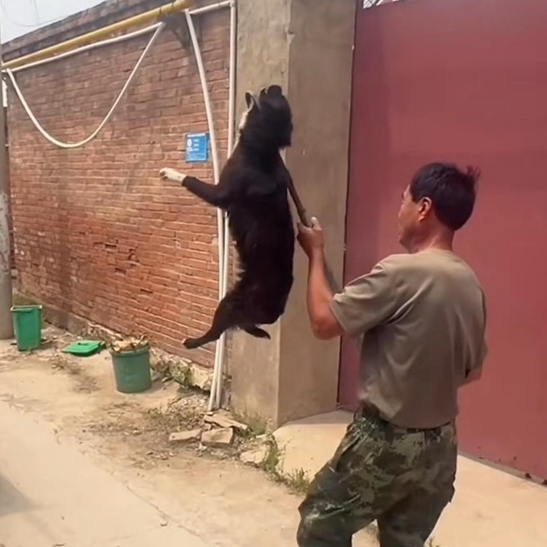 aaa成都周边上门专业套狗
