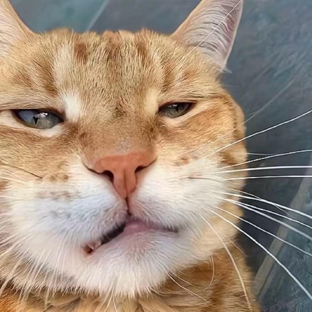猫咪