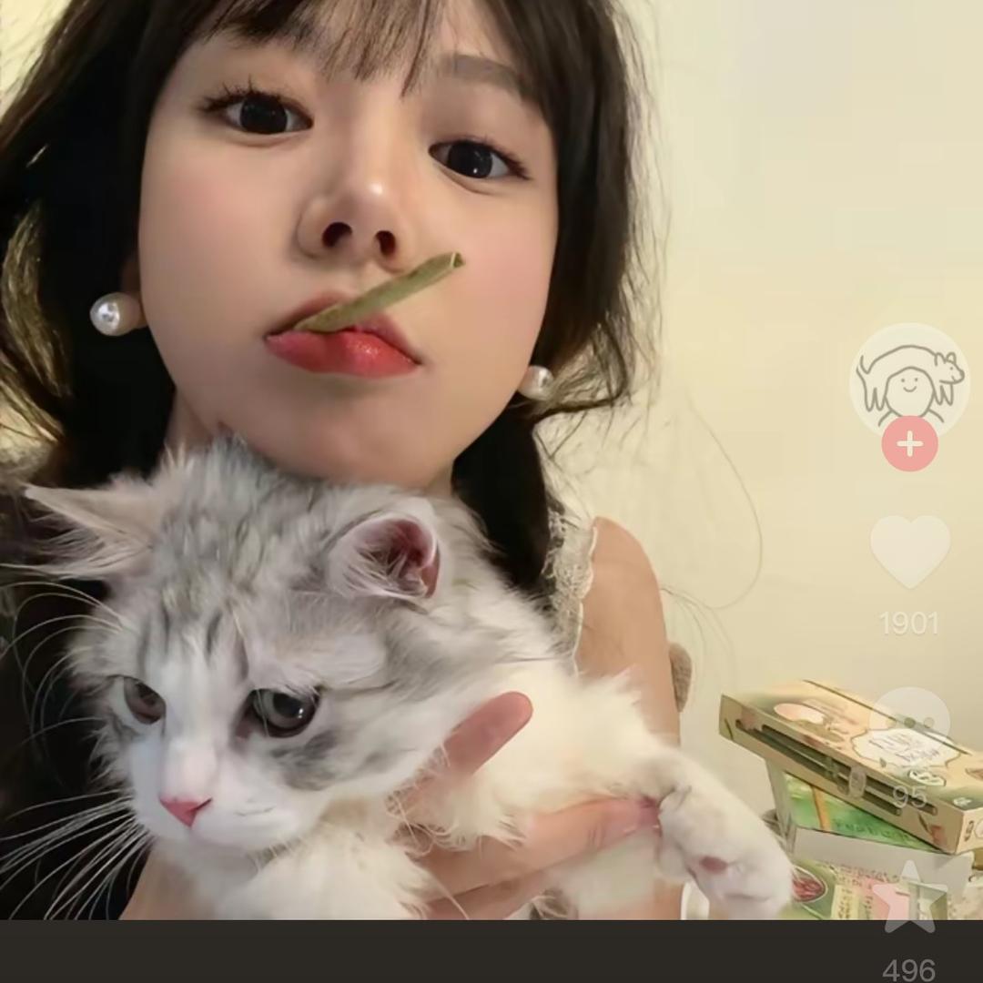 喵喵酱酱缅因喵