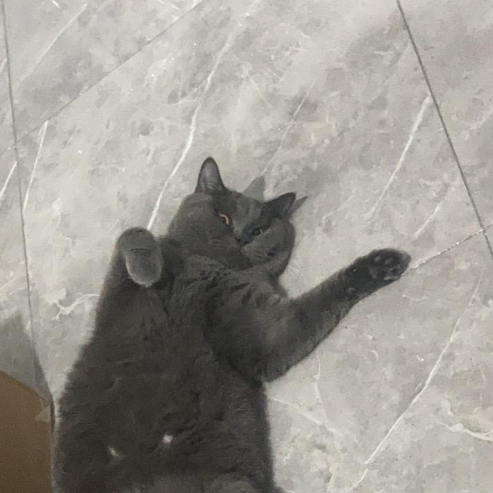 灰猫警长🐱