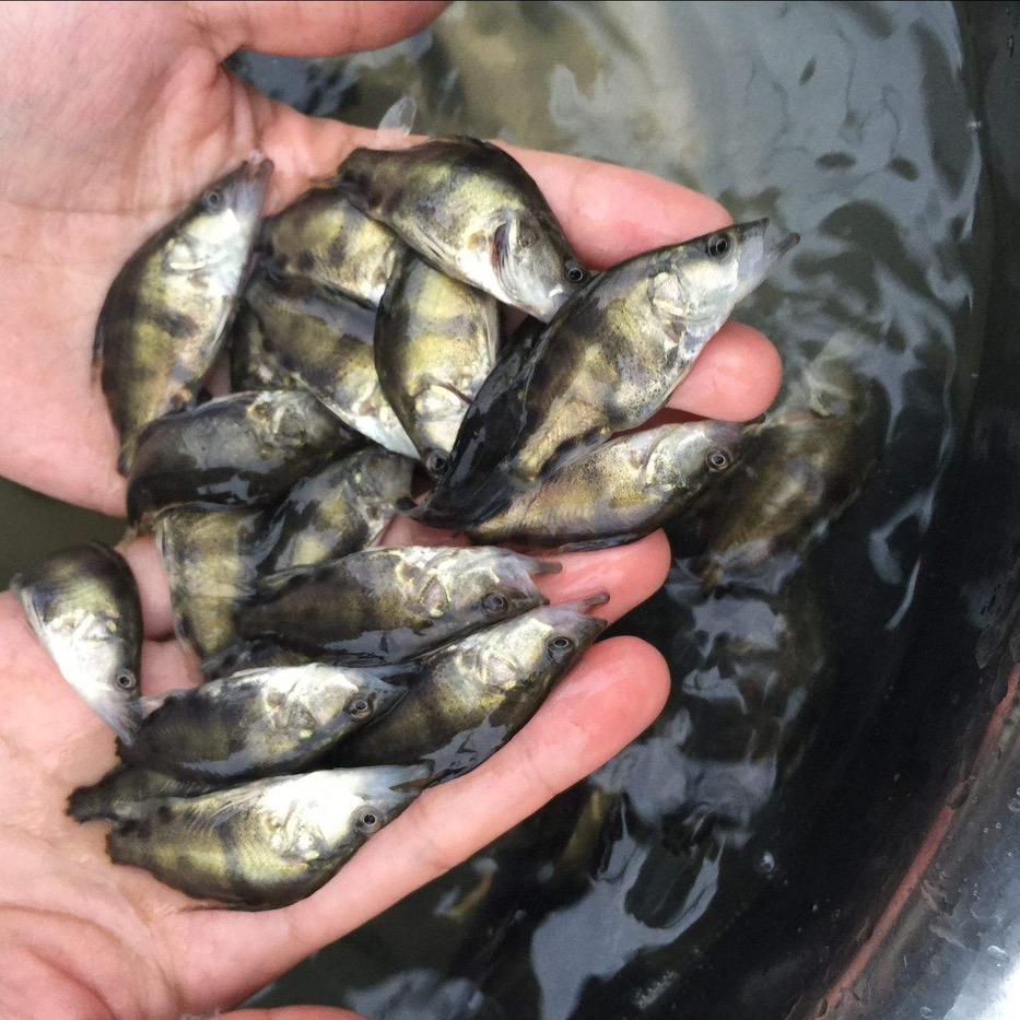云南玉西淡水鱼苗养殖场