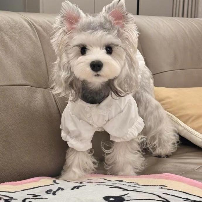 👏锁老板家精品萌犬