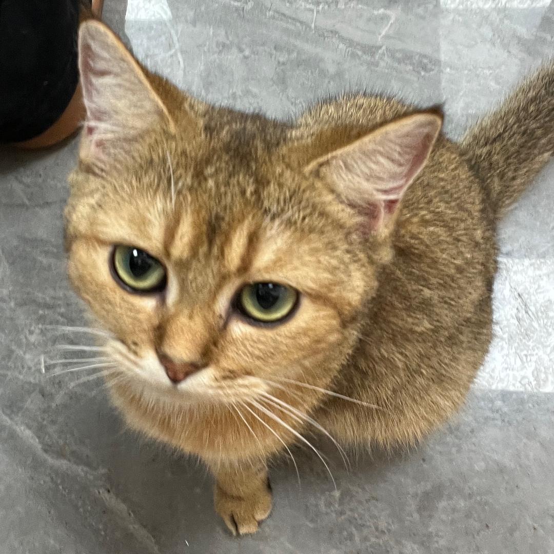 cy