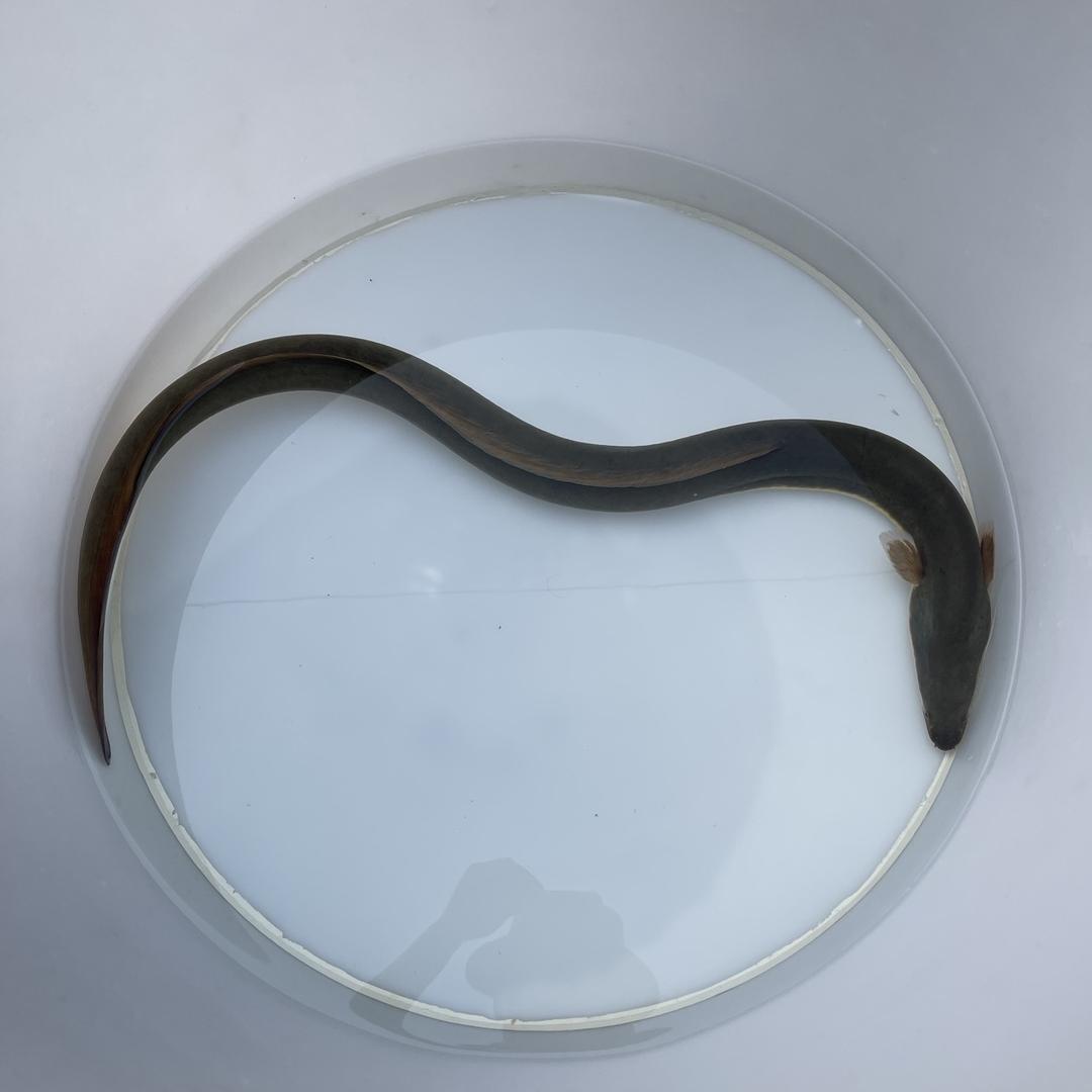 慈溪龙仔鳗业