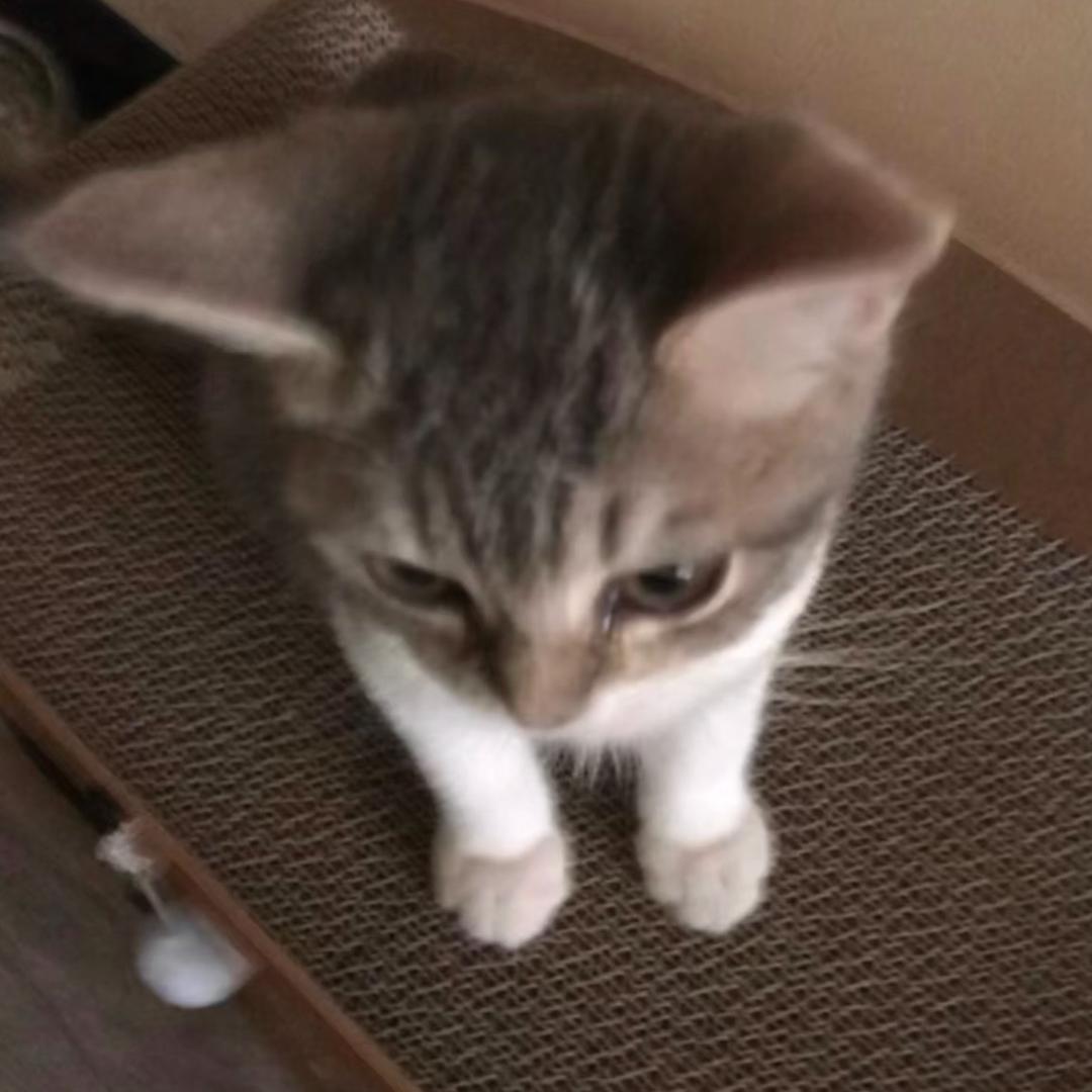 小面包