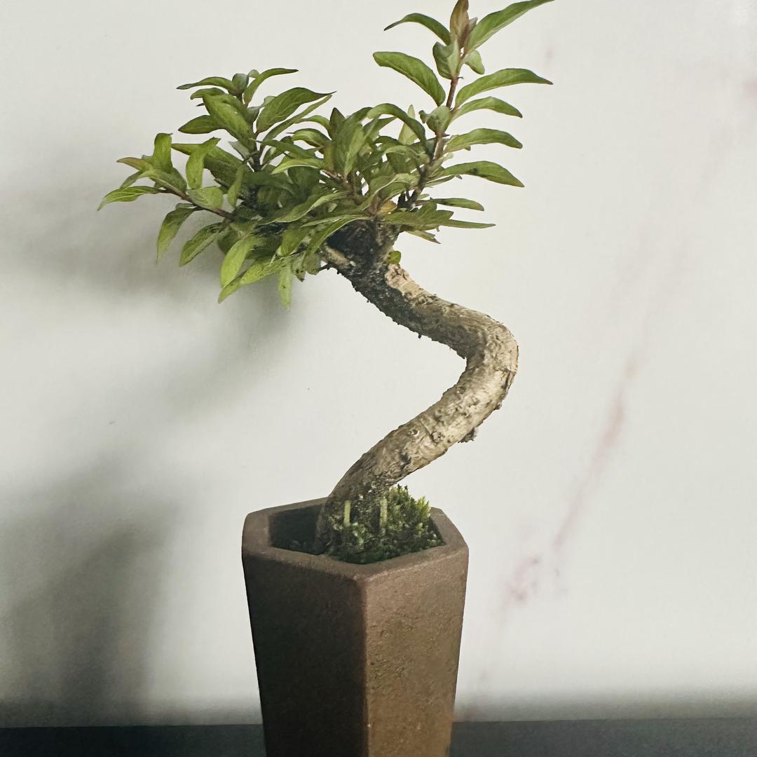 简木·绿植