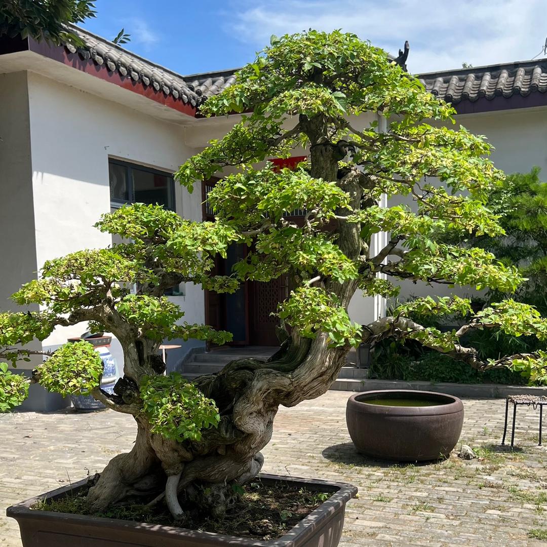 荆中小院