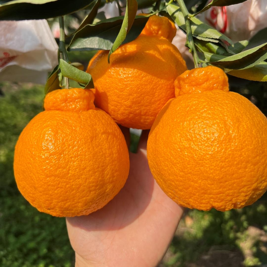孙哥水果信息中心