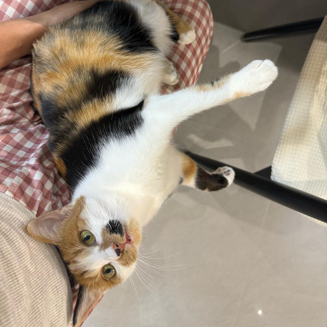 我踩到你的尾巴了.